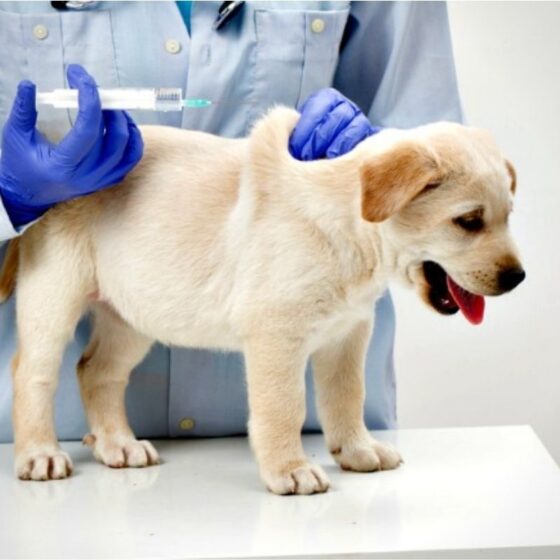 What Dog Vaccines Are Required By Law