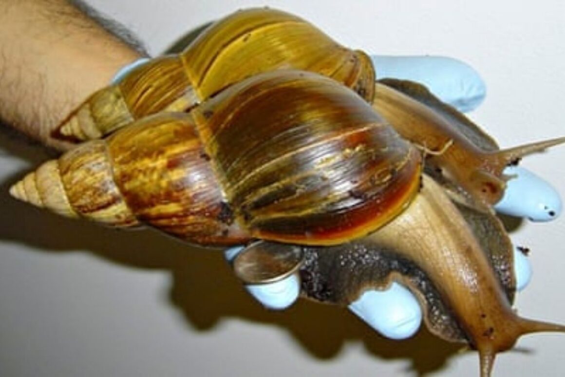 What Snails Are Legal In The US