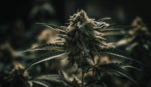 Is marijuana legal in Ohio?