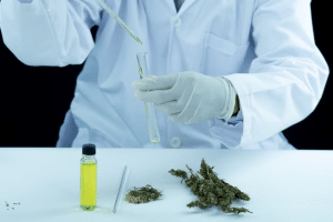 Economic and social implications of marijuana’s legalization