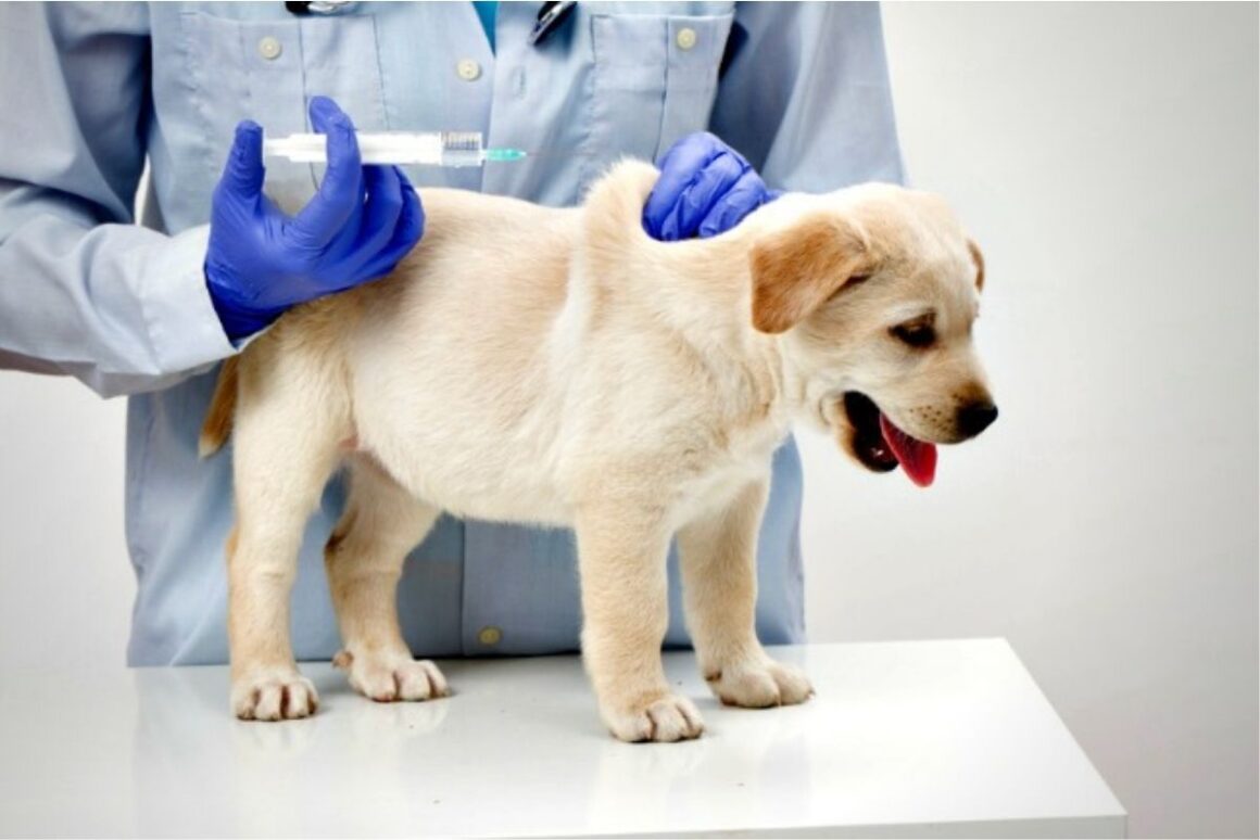What Dog Vaccines Are Required By Law